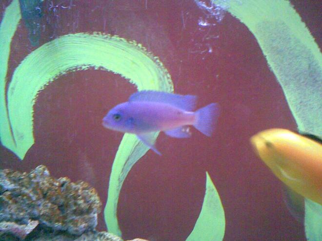 freshwater fish - maylandia callainos - blue cobalt cichlid stocking in 150 gallons tank - my fav