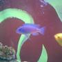 freshwater fish - maylandia callainos - blue cobalt cichlid stocking in 150 gallons tank - my fav
