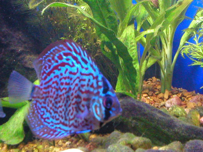 Rated #71: Freshwater Fish - Symphysodon Spp. - Red Turquoise Discus Stocking In 75 Gallons Tank - A  spotted Discus