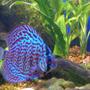 freshwater fish - symphysodon spp. - red turquoise discus stocking in 75 gallons tank - A spotted Discus