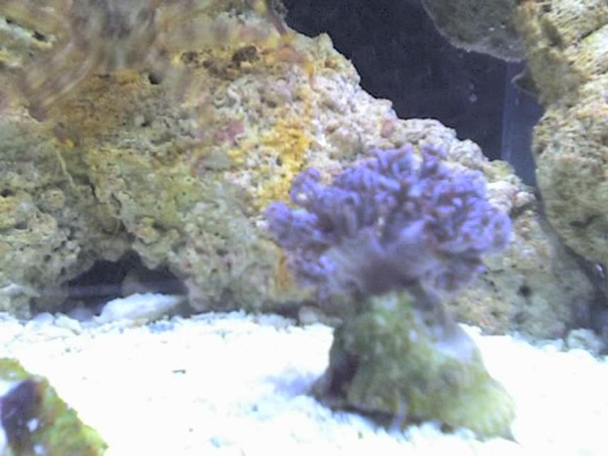 Rated #107: Corals Inverts - Anthelia Sp. - Waving Hand - Blue Stocking In 5 Gallons Tank - Xenia!!!!!!!!!!!