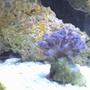 corals inverts - anthelia sp. - waving hand - blue stocking in 5 gallons tank - Xenia!!!!!!!!!!!