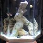 fish tank picture - Tank