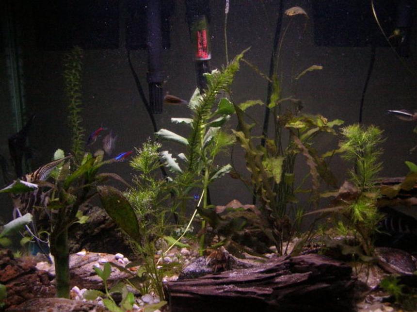 Rated #1932: 125 Gallons Planted Tank - My 25gal. planted tank. I'm a begginer so gimme a break.