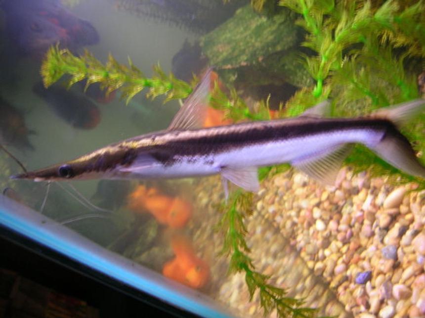Rated #1088: Freshwater Fish - Sorubim Lima - Lima Shovel-nosed Cat Stocking In 125 Gallons Tank - sorubim lima