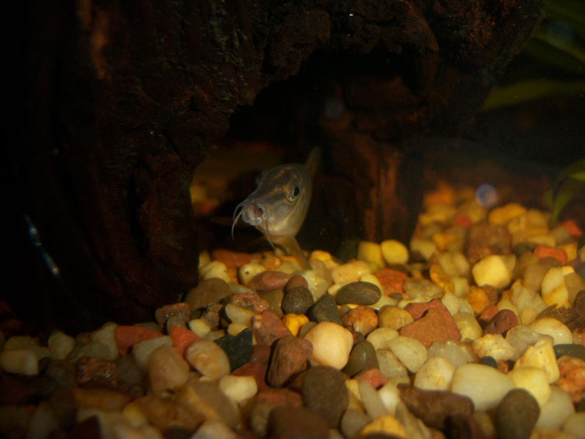 freshwater fish - botia hymenophysa - tiger botia loach stocking in 55 gallons tank - Tiger Loach yawning