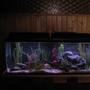 55 gallons freshwater fish tank (mostly fish and non-living decorations) - 55 gal