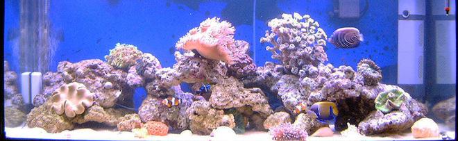 75 gallons reef tank (mostly live coral and fish) - 22 weeks old