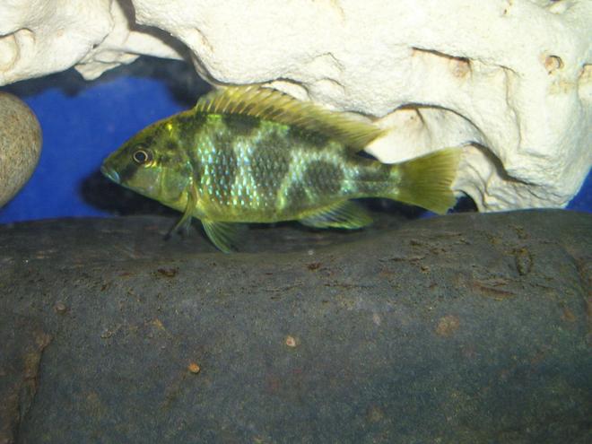 freshwater fish - nimbochromis venustus - venustus cichlid - Giraffe Cichlid