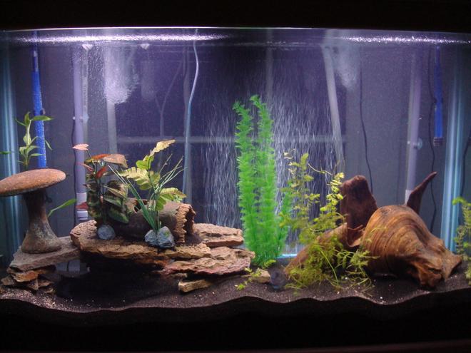 100 gallons freshwater fish tank (mostly fish and non-living decorations) - 100 g South American Cichlid