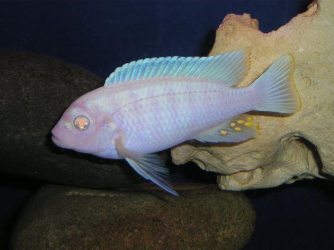 freshwater fish - pseudotropheus socolofi (albino) - albino socolofi - Albino cichlid