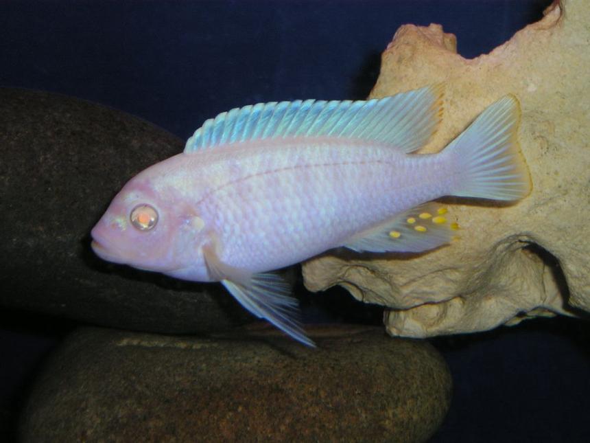Rated #905: Freshwater Fish - Pseudotropheus Socolofi (albino) - Albino Socolofi - Albino cichlid