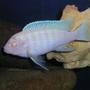 freshwater fish - pseudotropheus socolofi (albino) - albino socolofi - Albino cichlid