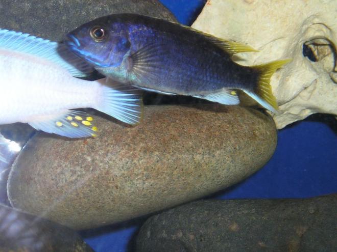 freshwater fish - pseudotropheus acei - acei cichlid - Acei cichlid