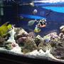 90 gallons saltwater fish tank (mostly fish, little/no live coral) - another pic with more fish trying to get all fish in one shot what a pain!