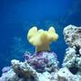 corals inverts - sarcophyton elegans - yellow fiji leather coral stocking in 75 gallons tank - Fiji Yellow Ruffled Toadstool Leather Coral
