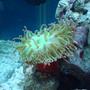 corals inverts - macrodactyla doreensis - long tentacle anemone stocking in 75 gallons tank - This is what we were told to be a Long Tentacle Anemone. I have been unable to find any photos that look anythink like this one and therefore, no further information. If you have any info PLEASE let us know! It is mostly a neon green with pink tips.
