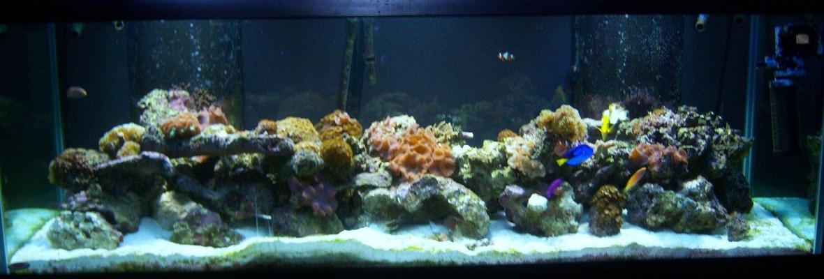 180 gallons reef tank (mostly live coral and fish) - Reef