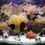 12 gallons reef tank (mostly live coral and fish) - Alivia's 12 gl nano