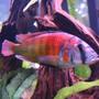 freshwater fish - pundamilia nyererei - nyererei hap stocking in 125 gallons tank - colorful & healthy