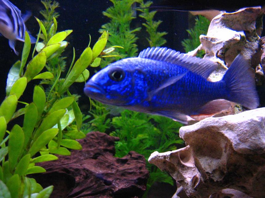 Rated #586: Freshwater Fish - Sciaenochromis Fryeri - Electric Blue Hap Stocking In 125 Gallons Tank - Beautiful Blue