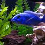 freshwater fish - sciaenochromis fryeri - electric blue hap stocking in 125 gallons tank - Beautiful Blue