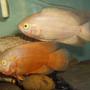 freshwater fish - astronotus ocellatus - albino oscar stocking in 30 gallons tank - this is my lemon and lutino oscars