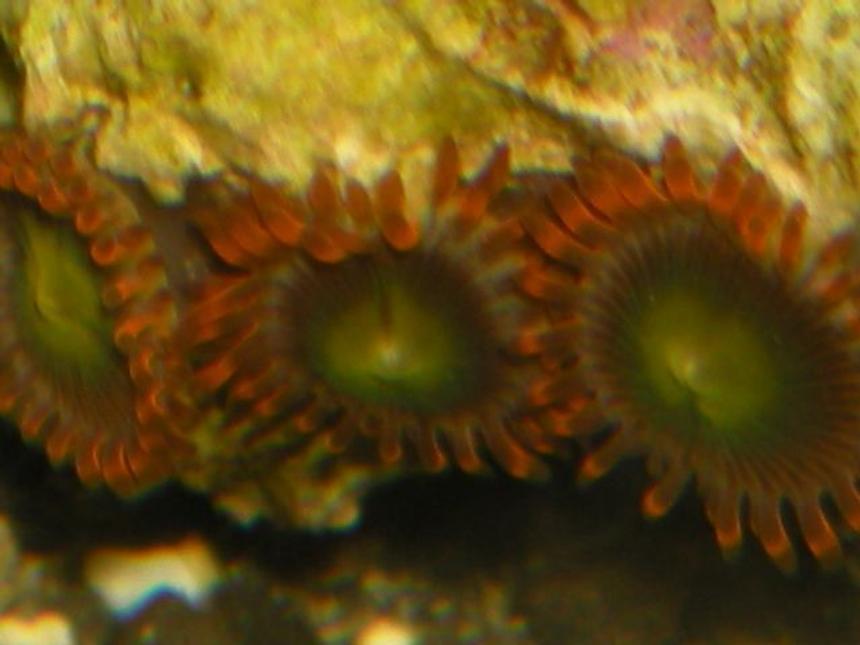 Rated #98: Corals Inverts - Zoanthus Sp. - Flame Polyps Stocking In 125 Gallons Tank - zoos
