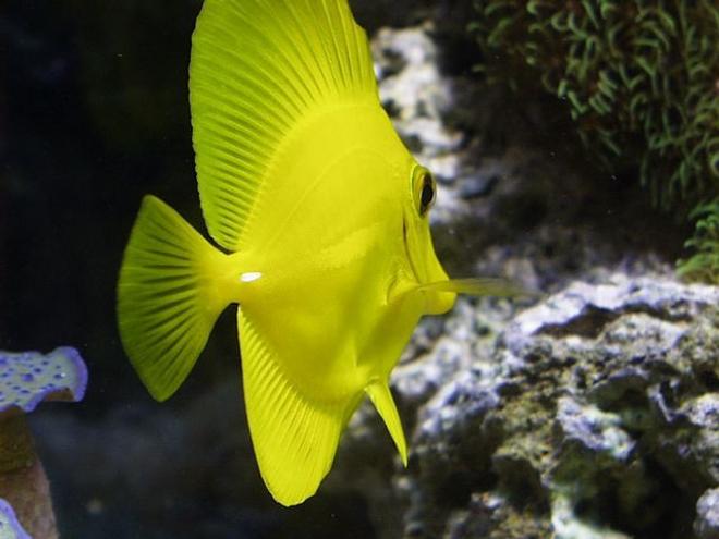 saltwater fish - zebrasoma flavescens - yellow tang - hawaii stocking in 125 gallons tank - my yellow tang
