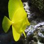 saltwater fish - zebrasoma flavescens - yellow tang - hawaii stocking in 125 gallons tank - my yellow tang