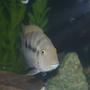 freshwater fish - archocentrus nigrofasciatus - black convict cichlid stocking in 75 gallons tank - Convict