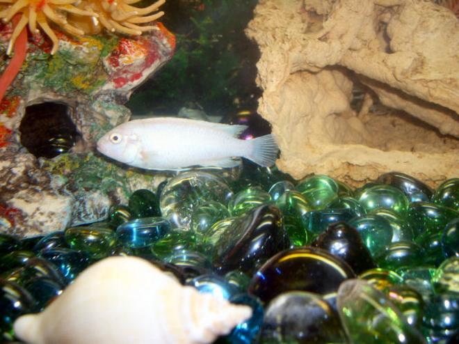 freshwater fish - pseudotropheus socolofi (albino) - albino socolofi stocking in 30 gallons tank - My snow white cichlid, Avalanche, he pretty much runs the show in the 30 gallon, he hides in his rock and if anyone comes near it he lets them know, it is rather amusing.