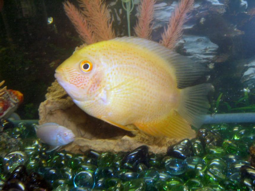 Rated #720: Freshwater Fish - Heros Serverus - Gold Severum Stocking In 30 Gallons Tank - This is Toe Jam, my sister named this one, he is a gold severum and recently just started showing this awesome coloring, good ole bloodworms.
