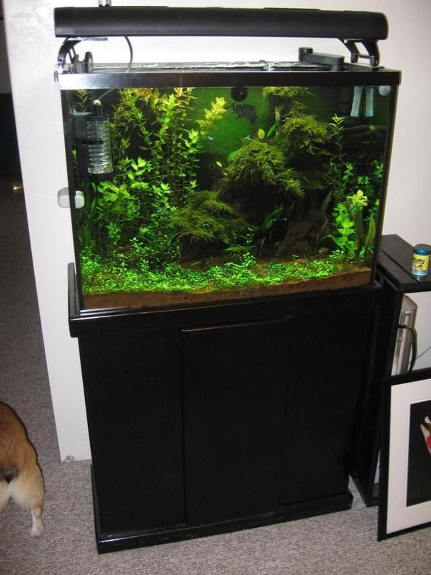 Rated #34: 37 Gallons Planted Tank - this is my older plated tank