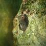 fish tank picture - My Buddy Blenny
