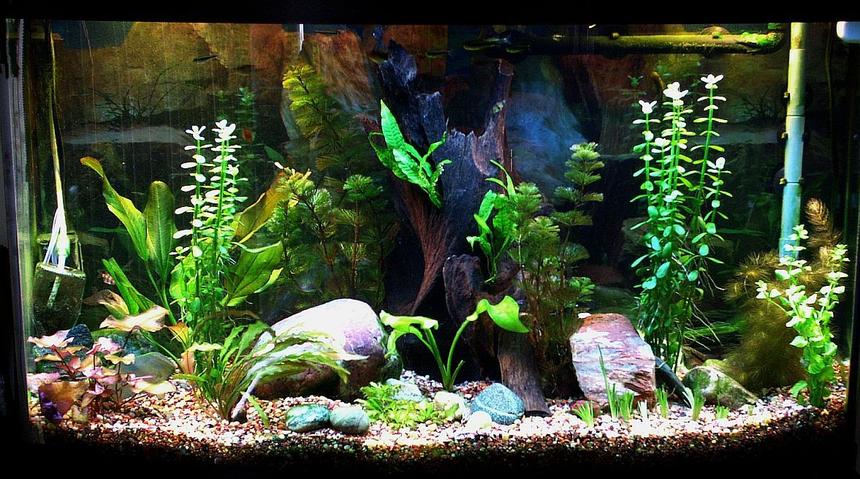 Rated #151: 46 Gallons Planted Tank - My Tank