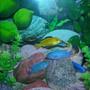 freshwater fish - labidochromis caeruleus - electric yellow cichlid stocking in 46 gallons tank - Some of my African Cichlids