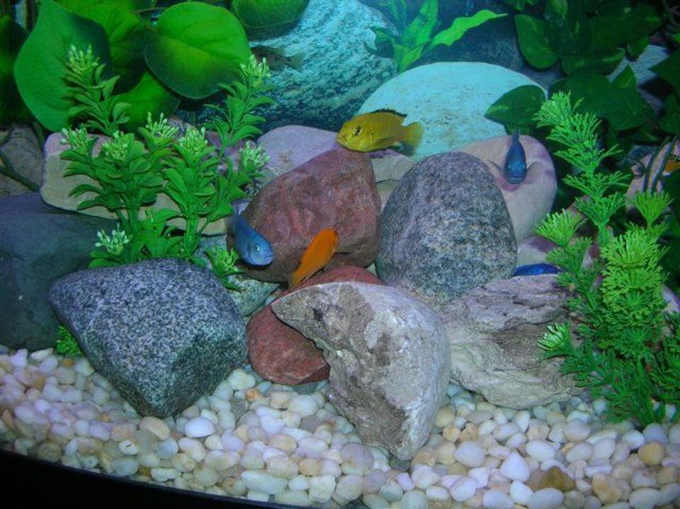 freshwater fish - labidochromis caeruleus - electric yellow cichlid stocking in 46 gallons tank - African Cichlids