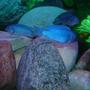 freshwater fish - cyrtocara moorii - blue dolphin cichlid stocking in 46 gallons tank - African Cichlids