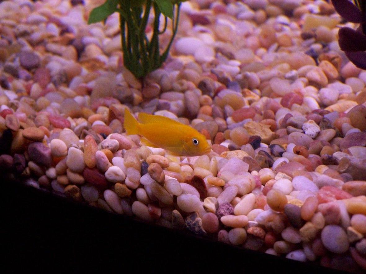 freshwater fish - labidochromis caeruleus - electric yellow cichlid stocking in 46 gallons tank - yellow cichlid