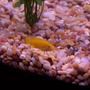 freshwater fish - labidochromis caeruleus - electric yellow cichlid stocking in 46 gallons tank - yellow cichlid