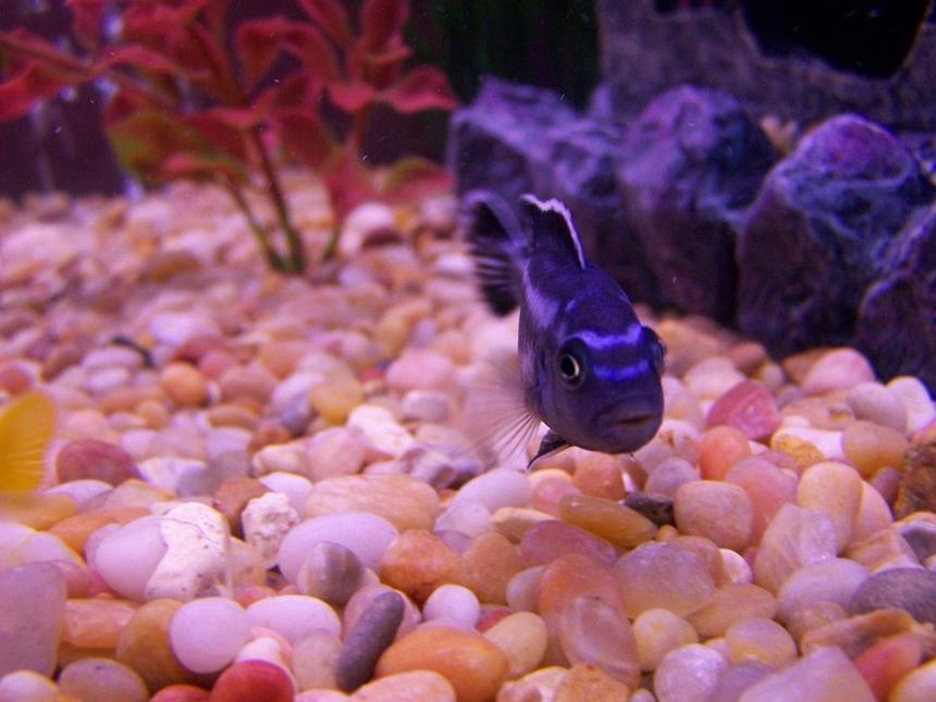 Rated #1421: Freshwater Fish - Melanochromis Cyaneorhabdos - Maingano Cichlid Stocking In 46 Gallons Tank - mangano cichlid