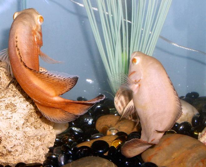 freshwater fish - astronotus ocellatus - albino oscar stocking in 30 gallons tank - They are looking at their to fast to catch danio.