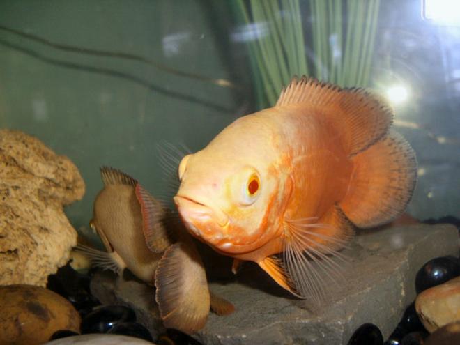 freshwater fish - astronotus ocellatus - albino oscar stocking in 30 gallons tank - Here's looking at you :)