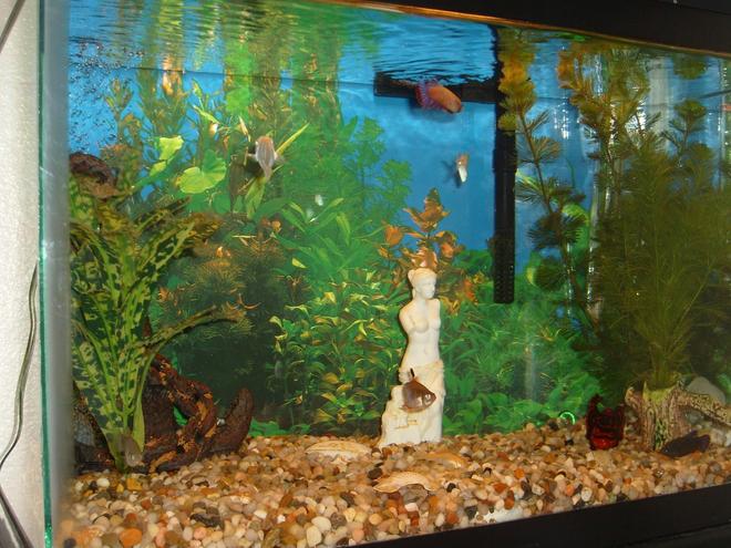 10 gallons freshwater fish tank (mostly fish and non-living decorations) - My Tank