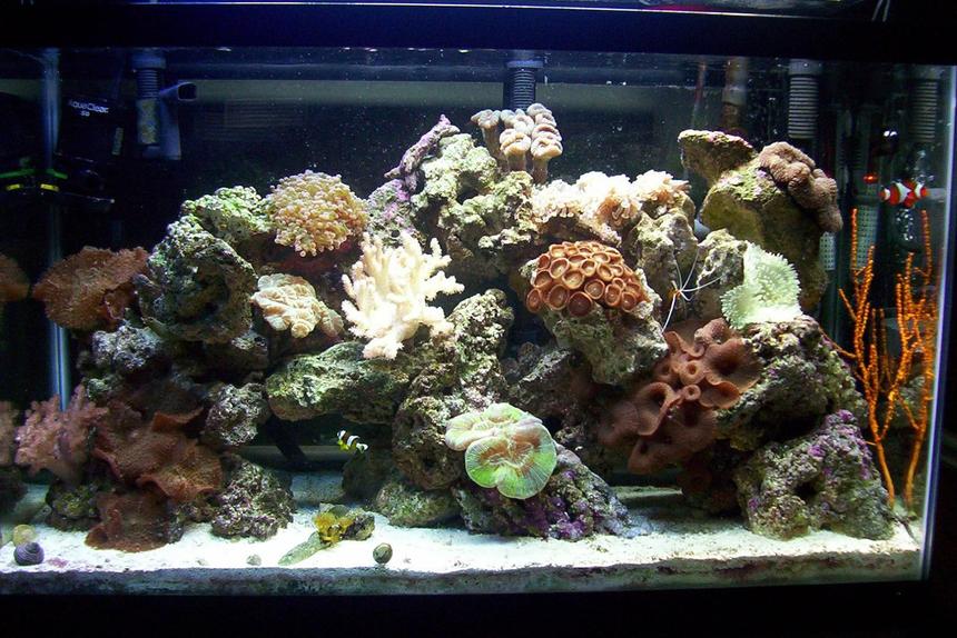 Rated #121: 30 Gallons Reef Tank - 4 months