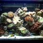30 gallons reef tank (mostly live coral and fish) - 4 months