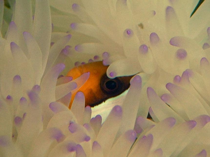 Rated #83: Corals Inverts - Condylactis Gigantea - Condy Anemone Stocking In 75 Gallons Tank - Clarkii & friend...