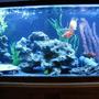 55 gallons freshwater fish tank (mostly fish and non-living decorations) - Happy Cichlid Community :P
