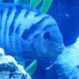 freshwater fish - archocentrus nigrofasciatus - black convict cichlid stocking in 55 gallons tank - This is George